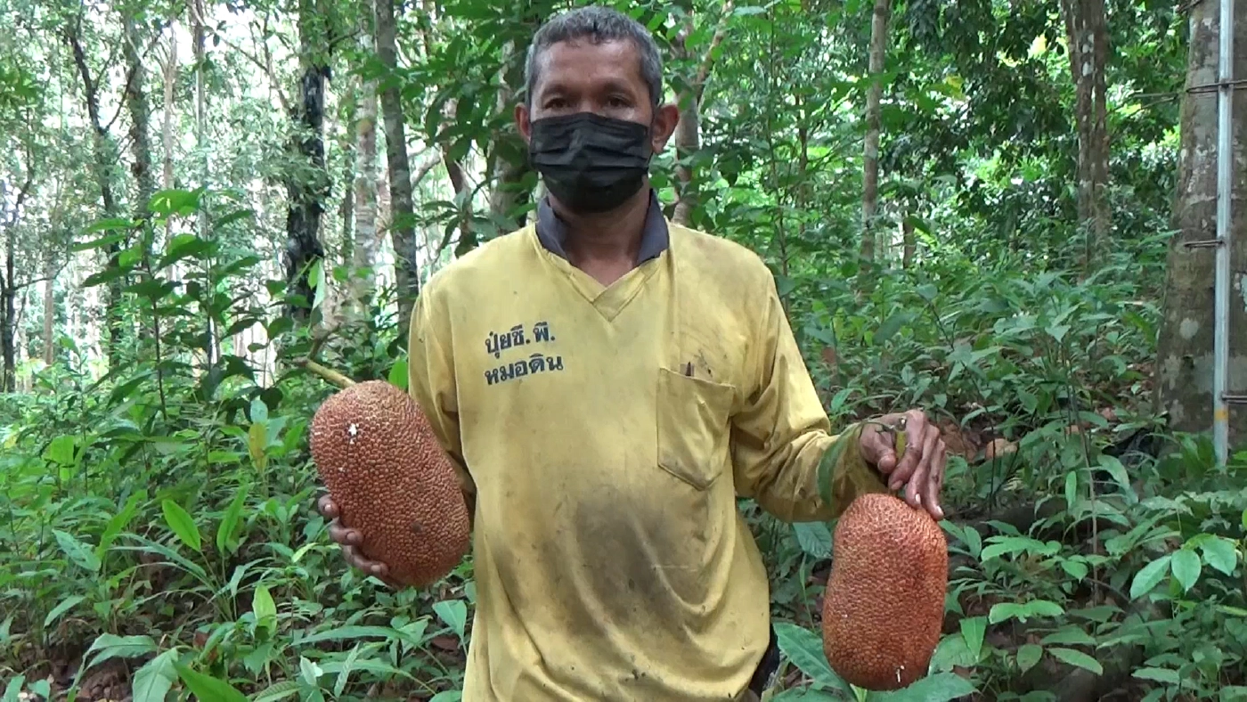 เปิดสวนจำปาดะ 60 ต้น 60 รสชาติ กินฟรีได้ทุกอย่าง