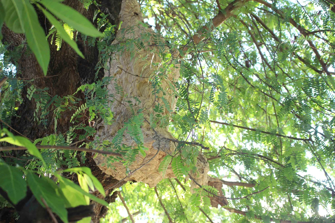 อาชีพแปลก หนุ่มเลี้ยงต่อหัวเสือขายตัวอ่อนเสริมรายได้ยุคโควิด