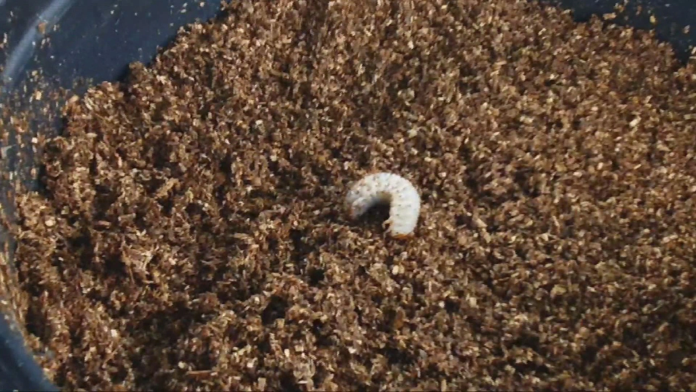 พะเยาลุยเพาะพันธ์  ด้วงกว่าง  สร้างรายได้ยุคโควิด