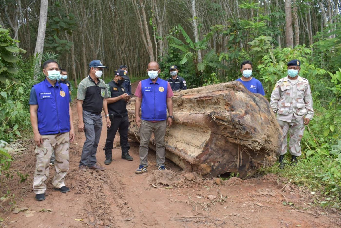 แก๊งมอดไม้ ลอบตัดต้นยางนา 200 ปี มูลค่ากว่า 1 ล.เชื่อเจ้าหน้าที่รัฐมี่เอี่ยว