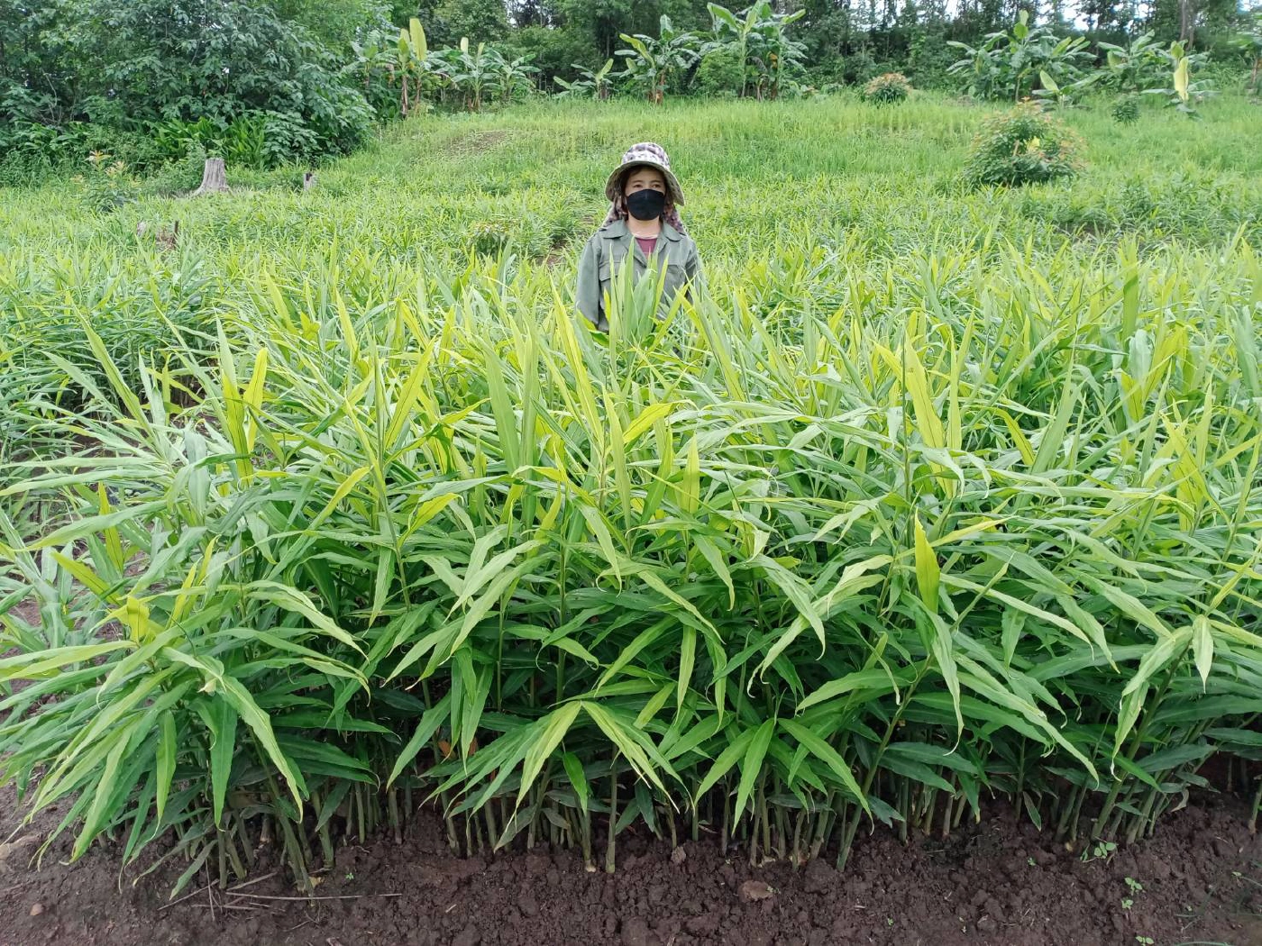 เกษตรกรพบพระ-หันปลูก“ขิง”รายได้ช่วงโควิดระบาด