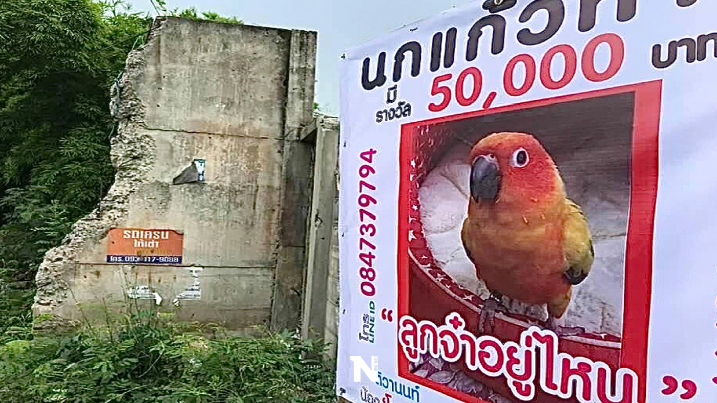ลูกจ๋าอยู่ไหน ! นกแก้วสุดรักหาย เจ้าของตั้งรางวัลผู้แจ้งเบาะแส 50,000 บาท