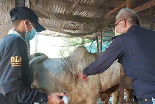 ลงพื้นที่ตรวจสอบวัวติดโรคลัมปีสกิน หวั่นเกิดการแพร่ระบาด