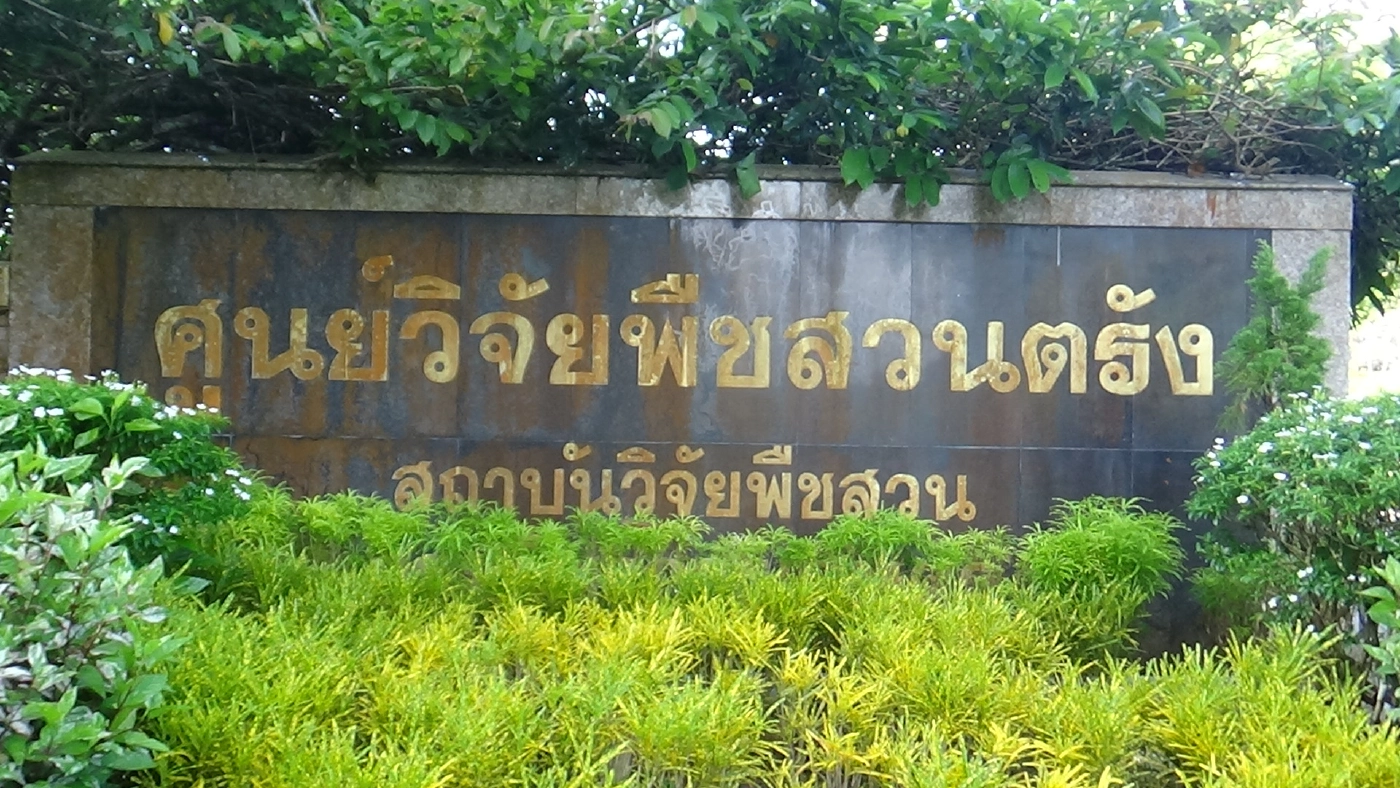 พืชสวนตรังวิจัยสะตอพันธุ์ตรังสำเร็จ จุดเด่นฝักดกเม็ดชิด