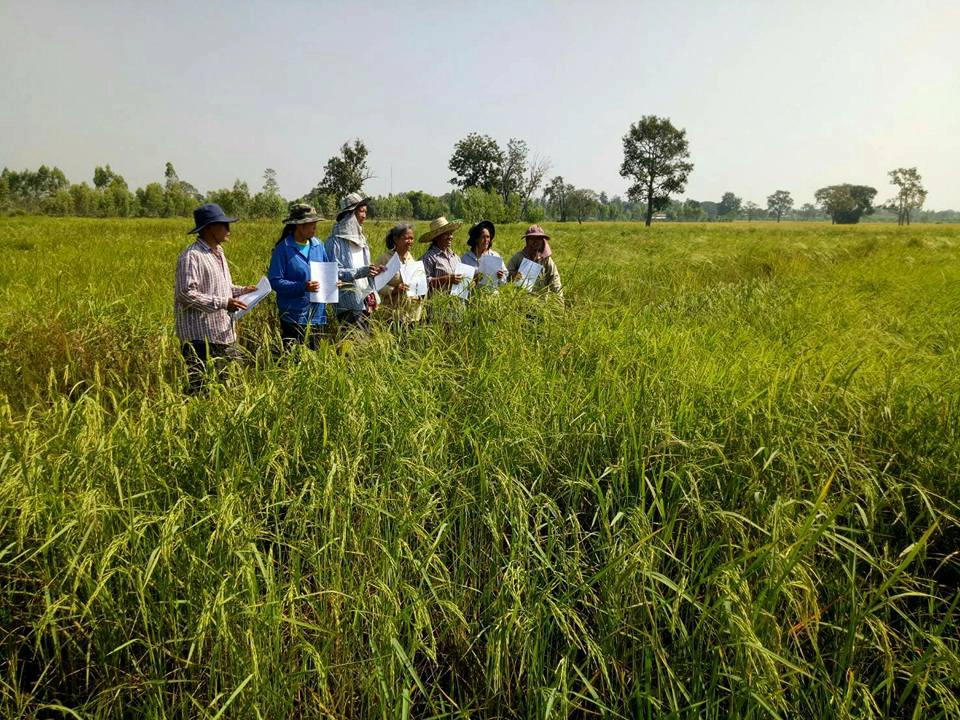 รัฐดัน “เกษตรอินทรีย์ พีจีเอส.” เล็งเป้าตลาด 3 ล้านล้านบาท