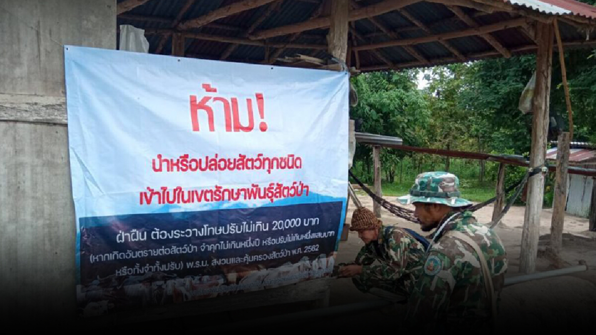 หวั่นโรคลัมปีสกินลาม สั่งห้ามนำสัตว์ทุกชนิดเข้า ขสป.ห้วยขาแข้ง