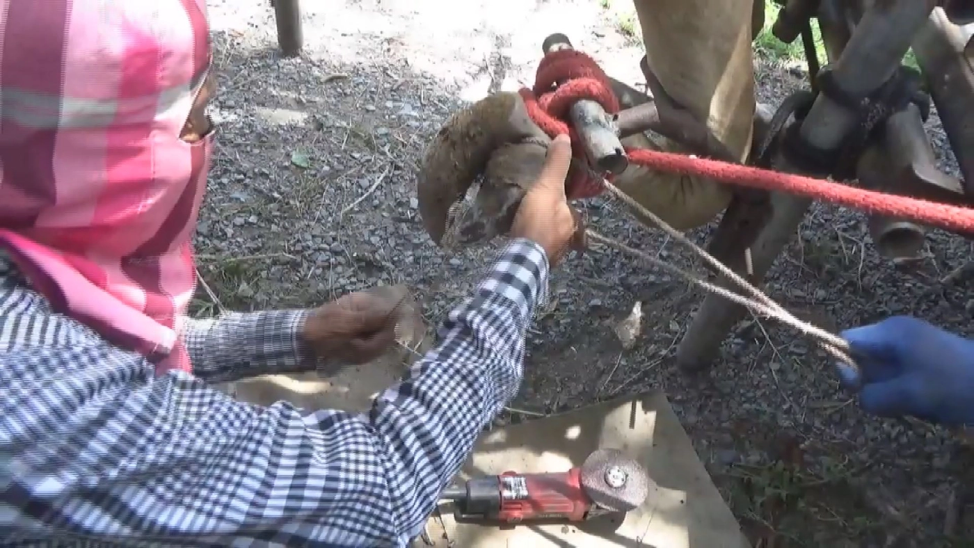 โควิดไร้ผลกระทบ ช่างแต่ง กีบวัว ทำเงิน 2 แสน/เดือน