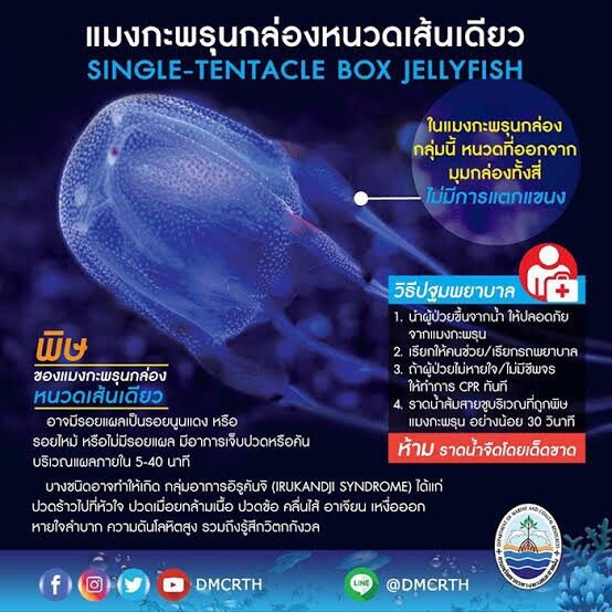 สลด!นนท.วัย 9 ขวบ ถูกพิษแมงกะพรุนกล่องดับ "วราวุธ" สั่งเร่งป้องกัน