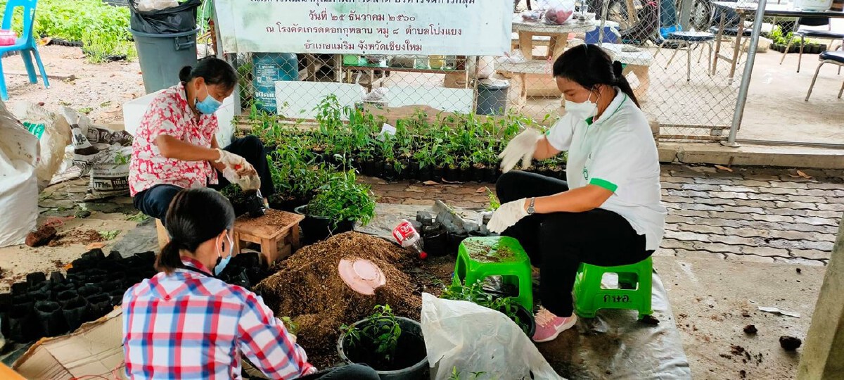 นอภ.แม่ริมยันไม่เคยใช้ผิวมะกรูดผสมน้ำส้มรักษาโควิด