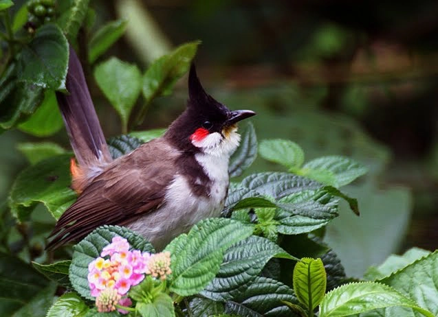 ตำรวจ ปทส.บุกจับนกคุ้มครอง พร้อม 2 ผู้ต้องหา