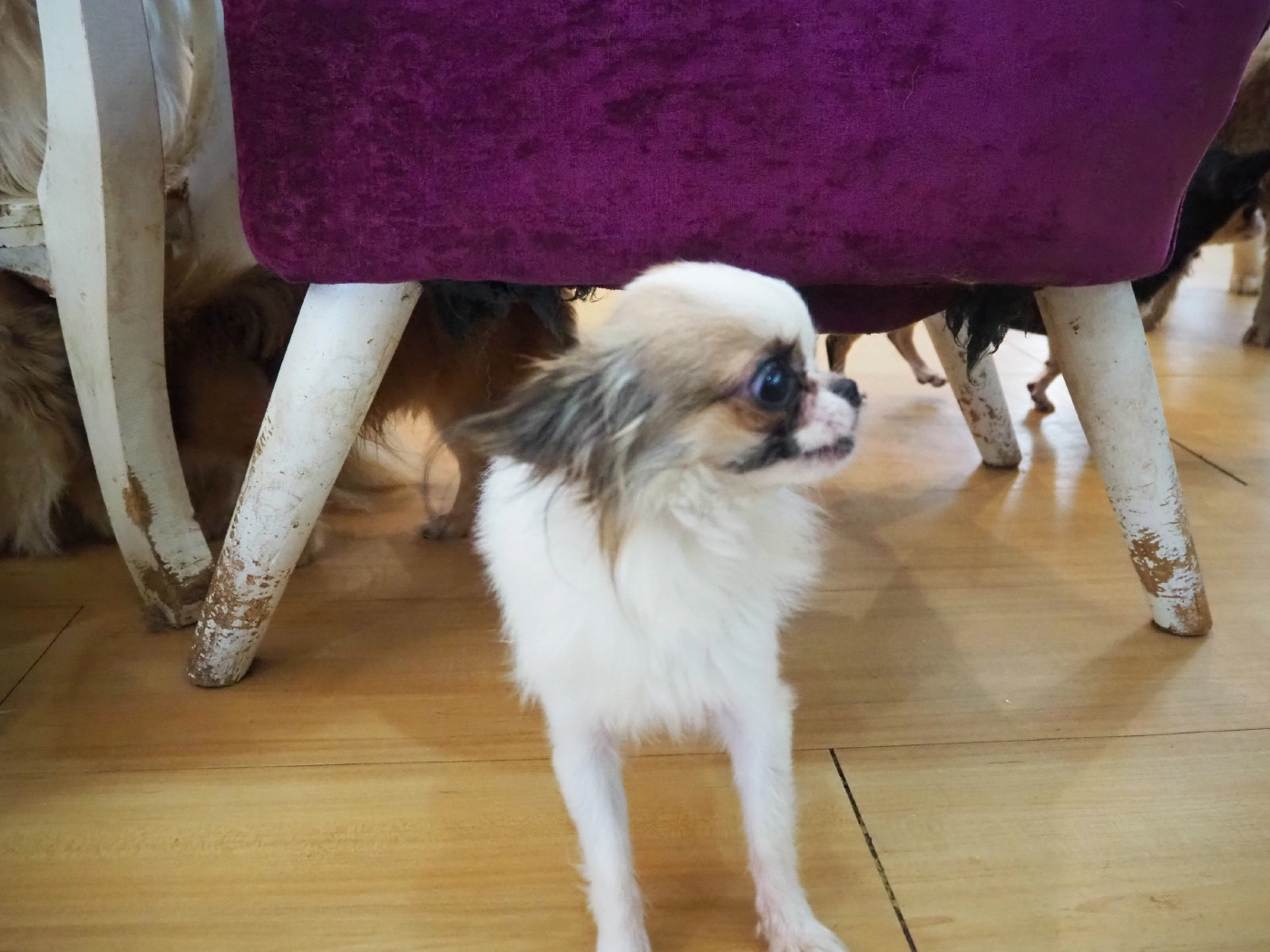 คาเฟ่หมาเชียงใหม่ ประกาศหาบ้านใหม่ให้น้องหมา