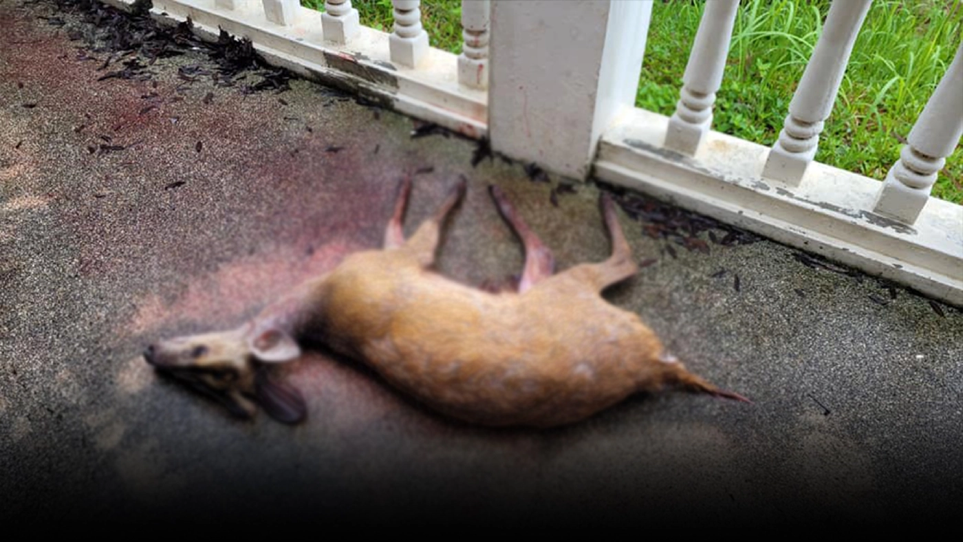 ชาวเน็ตแห่ R.I.P เก้งป่าเขาใหญ่ ออกหากินนอกแนวเขต โดนฝูงสุนัขรุมกัด