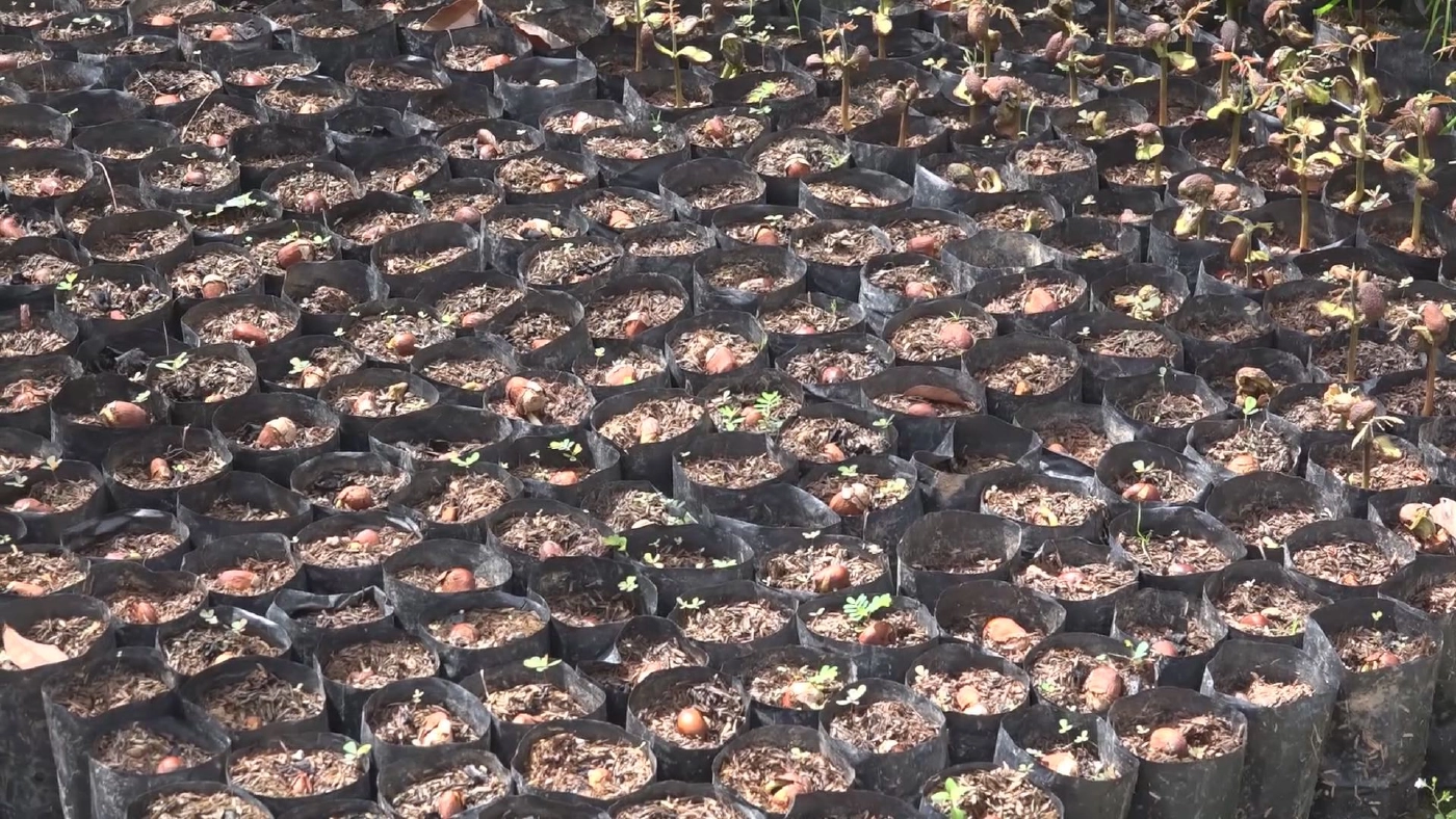 ลำไยคริสตัลม่วงจัมโบ้ ราคาพุ่ง 1,500 บาท/กก.