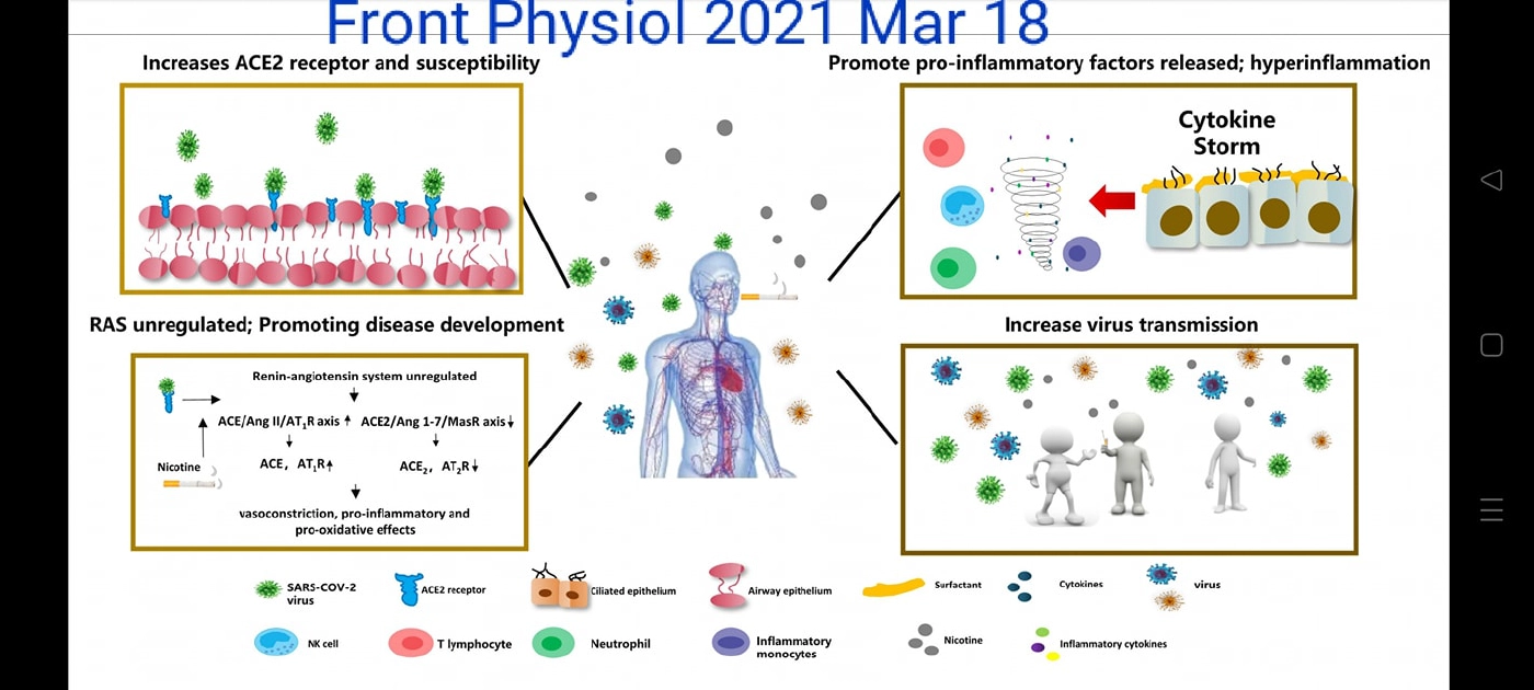 อันตราย!  สูบบุหรี่เพิ่มช่องทางไวรัสเข้าสู่ร่างกาย เสี่ยงปอดอักเสบรุนแรง