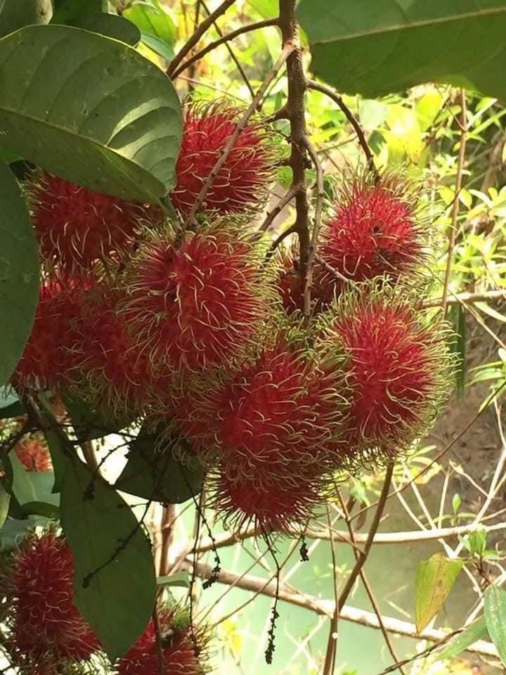 เกษตรฯ เดินหน้าช่วยเกษตรกรชาวสวนลำไย-เงาะ-ลองกอง