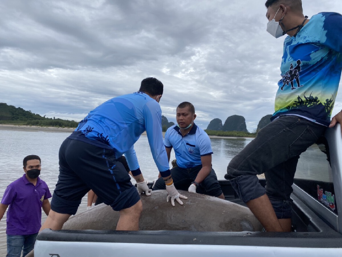 สลด!! ผลพิสูจน์พะยูนทะเลตรังตายเพราะถูกเงี่ยงปลากระเบน