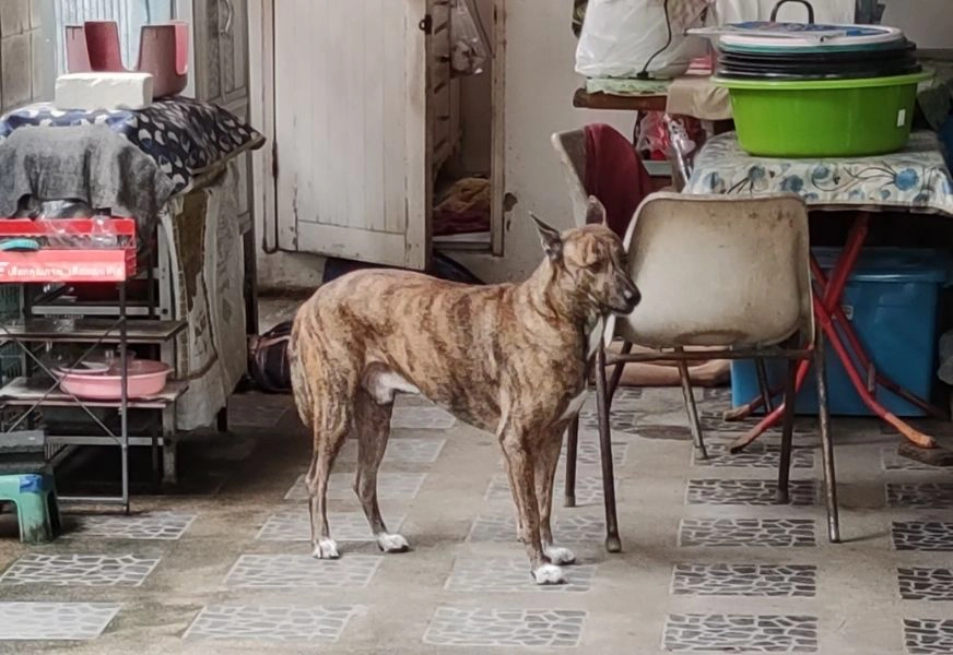 “ไอ้เสือ” ขย้ำเจ้าของวัย 61 ปี เลือดสาดสิ้นใจ