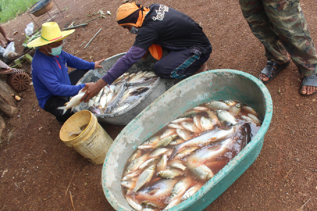 หนุ่มโคราชจับปลาบ่อตัวเองทำปลาแดดเดียว มอบผู้กักตัวโควิด