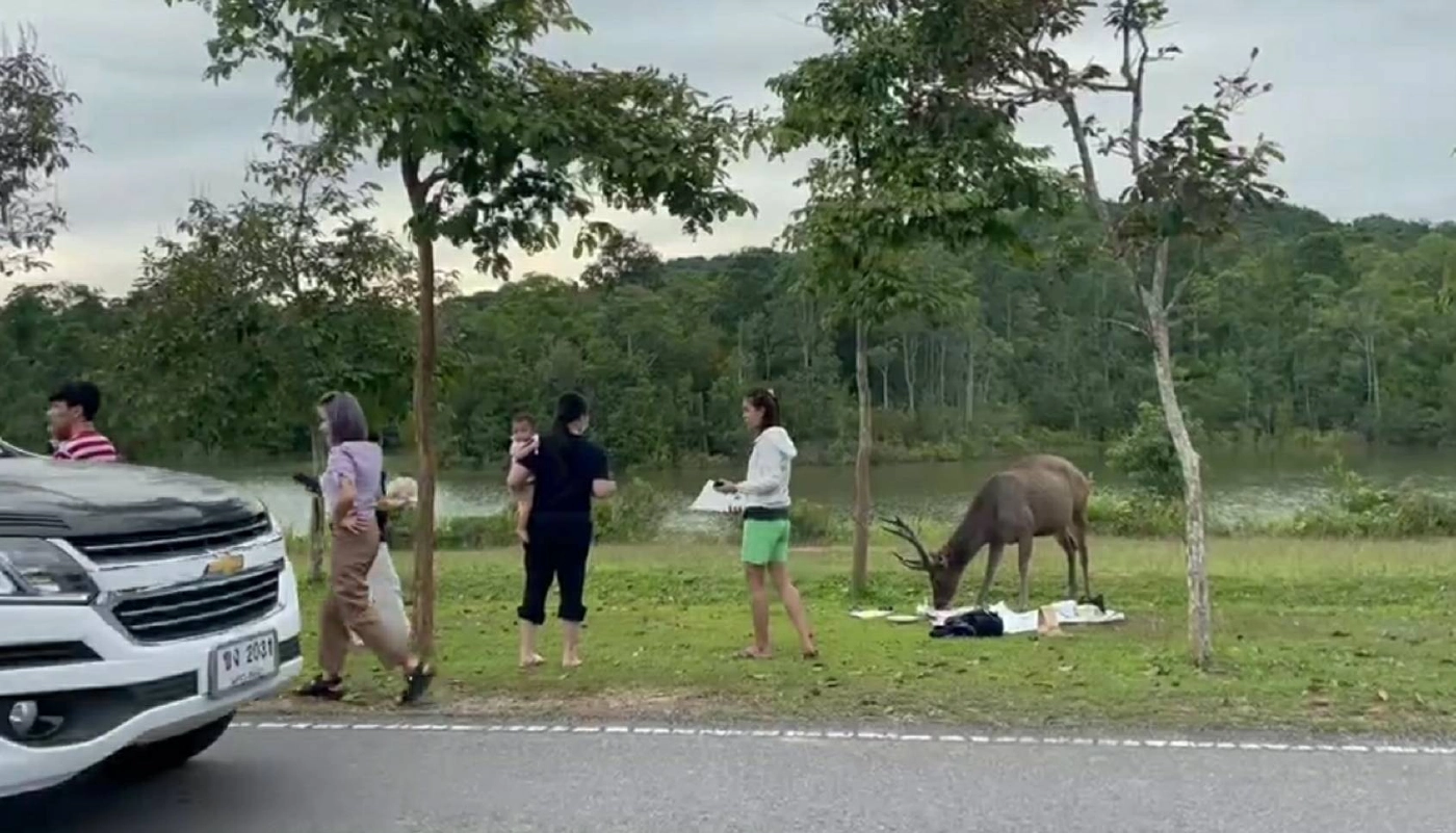 น่ารัก กวางป่าเขาใหญ่ สุดเชื่อง กินสปาเก็ตตี้และลำไย จากมือนักท่องเที่ยว