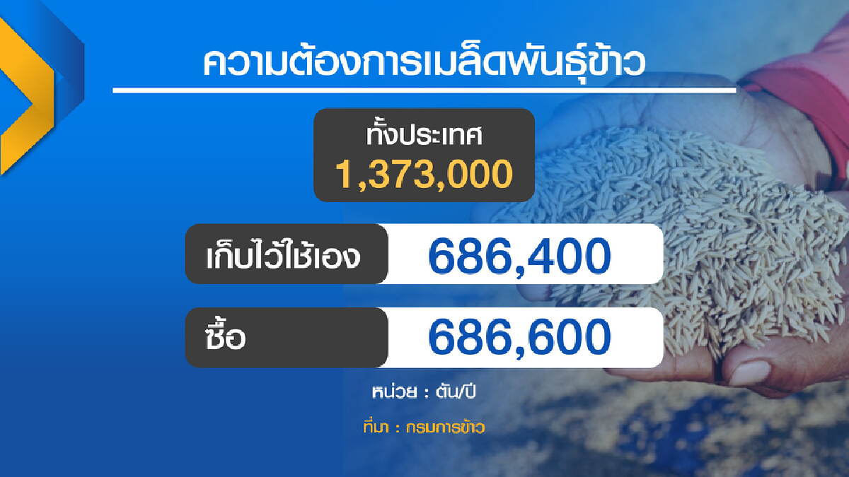 เกษตรฯลุยผลิต พันธุ์ข้าว 1.2 แสนตันช่วยชาวนา