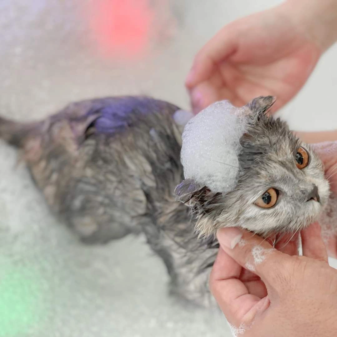 ธุรกิจโรงแรม&สปาแมว สไตล์ญี่ปุ่น-อาชีพทำเงินของคนรักน้องเหมียว