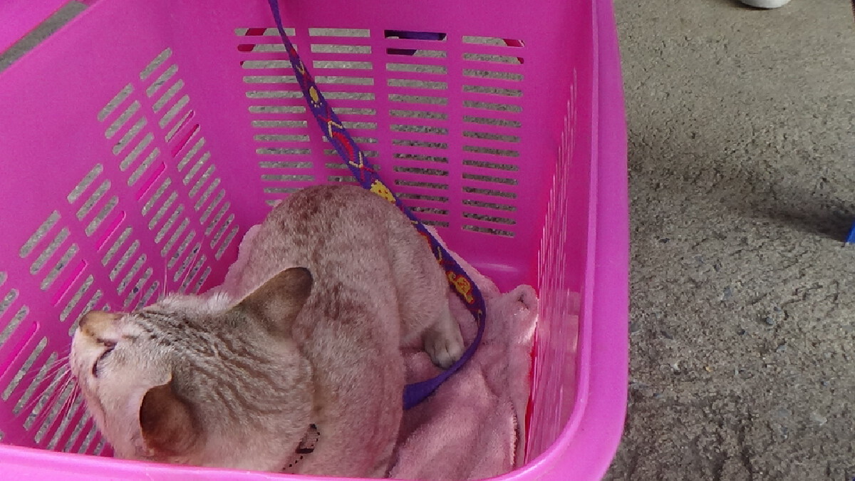 โครงการวันป้องกันโรคพิษสุนัขบ้าโลก สัตว์ปลอดโรคคนปลอดภัย