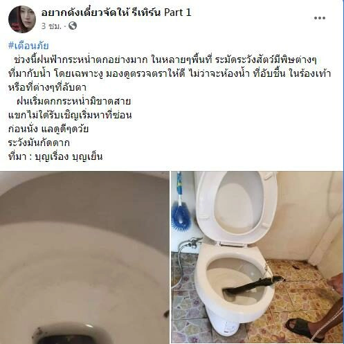 เตือนภัย! ระวังงูโผล่ขึ้นมาจากส้วมในช่วงหน้าฝน