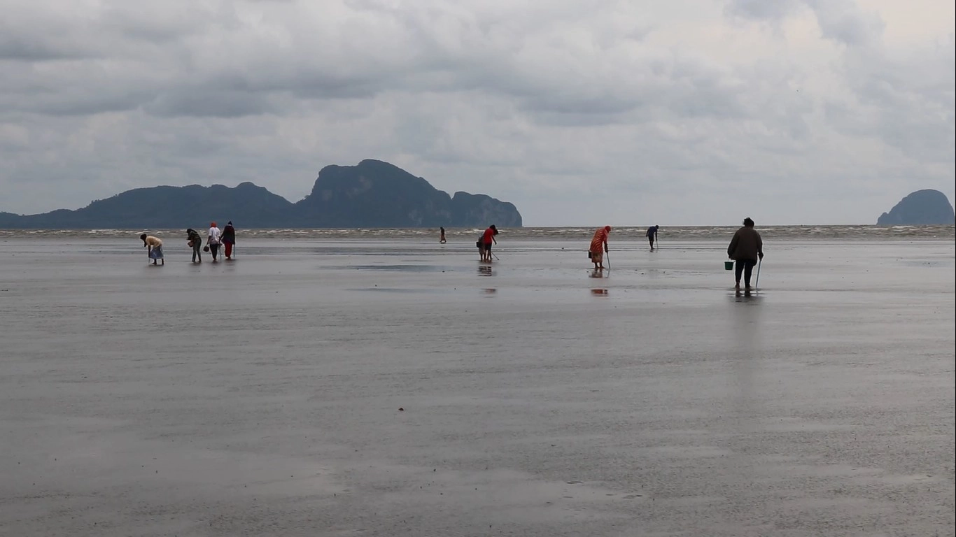 ชาวบ้านแห่เก็บหอยตะเภาขายหารายได้เสริม