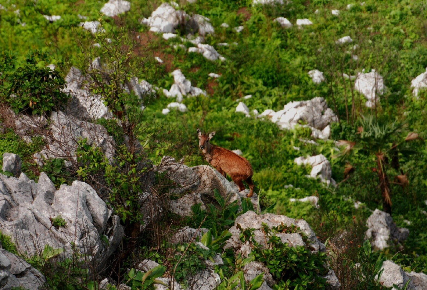 ยูเนสโกประกาศให้ “ดอยเชียงดาว” เป็นพื้นที่สงวนชีวมณฑลแห่งใหม่ของโลก
