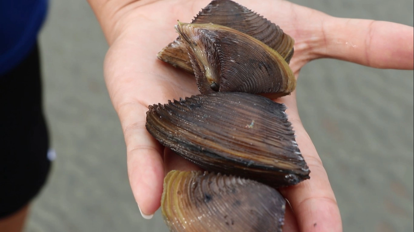 ชาวบ้านแห่เก็บหอยตะเภาขายหารายได้เสริม