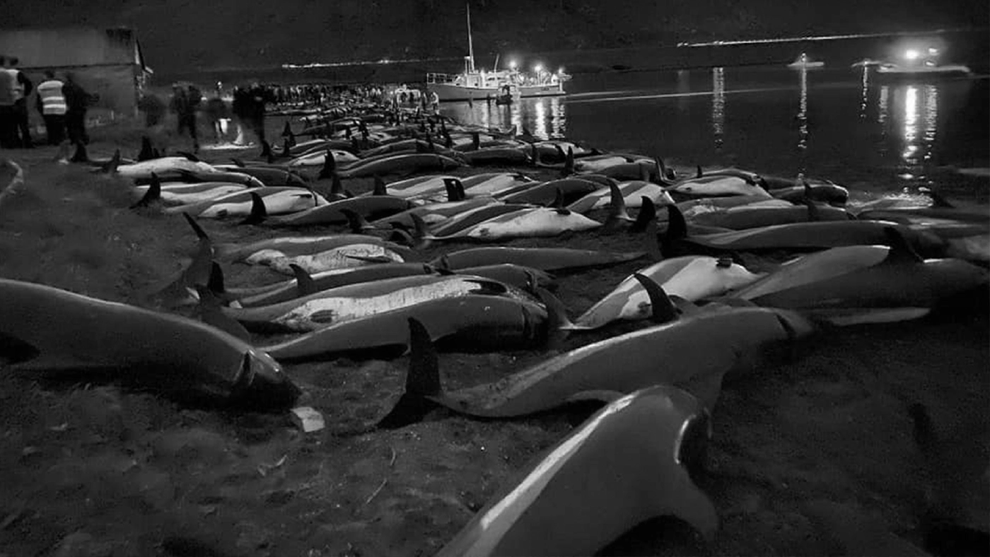 การล่าสังหาร "โลมาคาดขาว" ครั้งใหญ่ที่สุด จนถูกประณามไปทั่วโลก