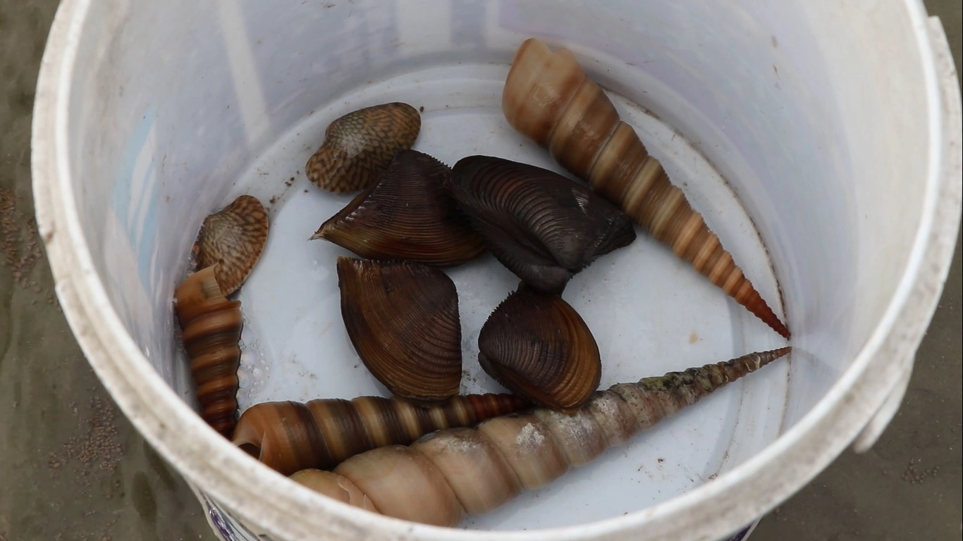 ชาวบ้านแห่เก็บหอยตะเภาขายหารายได้เสริม