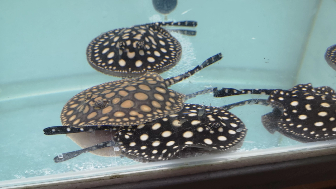 จองข้ามปี!! ปลากระเบนข้ามสายพันธุ์สวยงามส่งออก