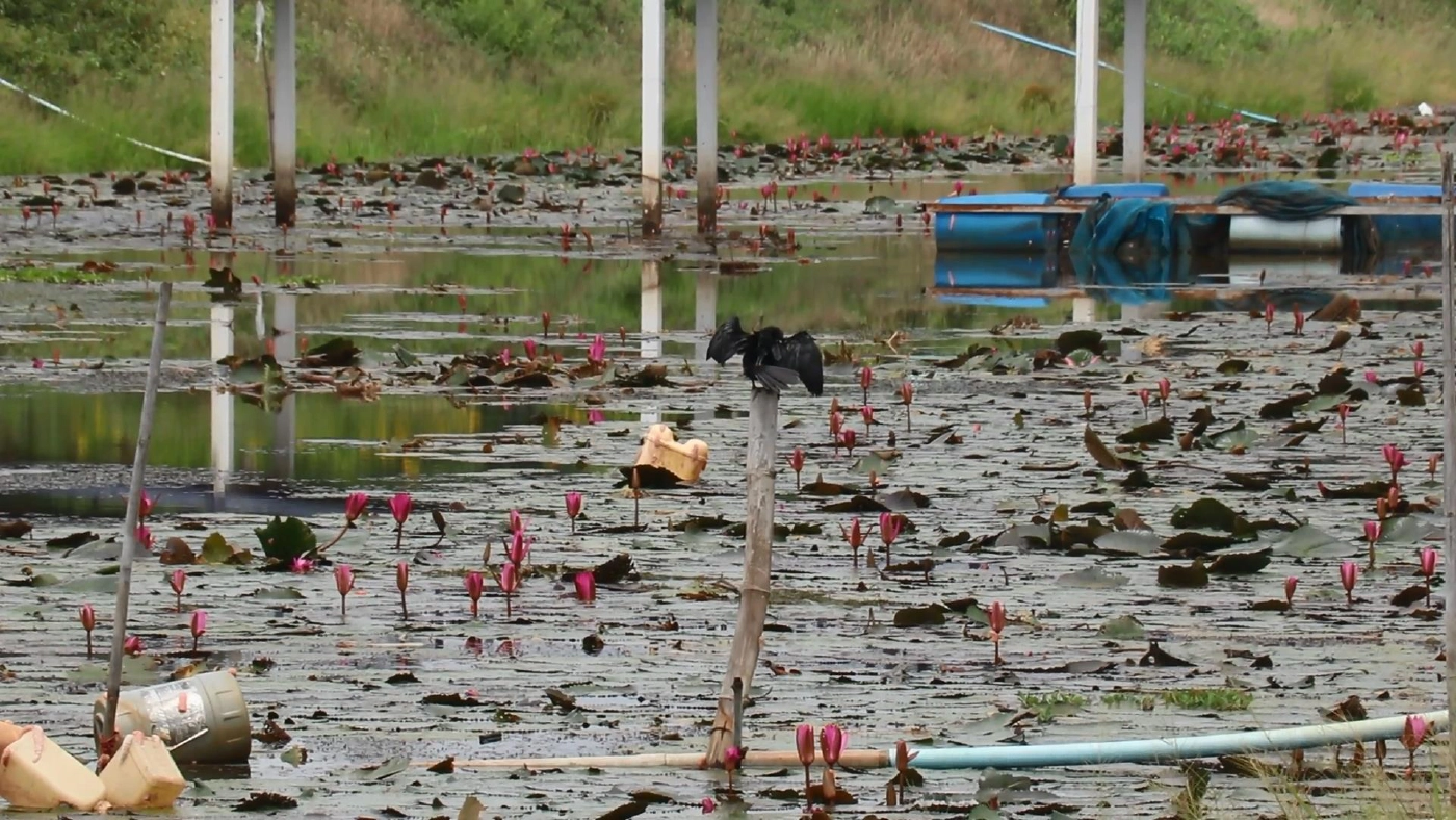 "ดอกบัวแดง"บานสะพรั่งสวยงามรับหน้าฝน
