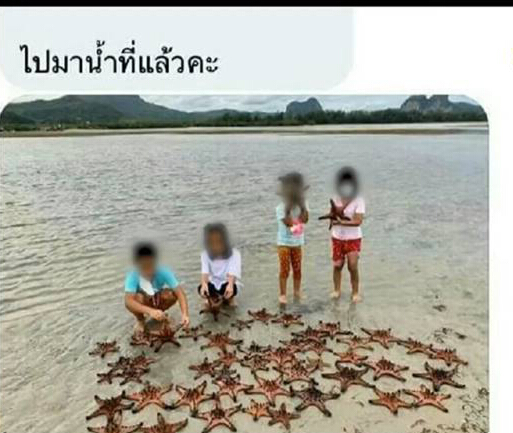 เตือน!! จับดาวทะเล มีความผิดตาม พรบ.อุทยานแห่งชาติ
