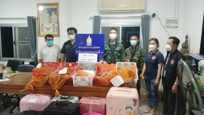 ด่านตรวจสัตว์ป่าแม่สอดจับหนุ่มใหญ่ขนเต่าดาวส่งขาย กทม.