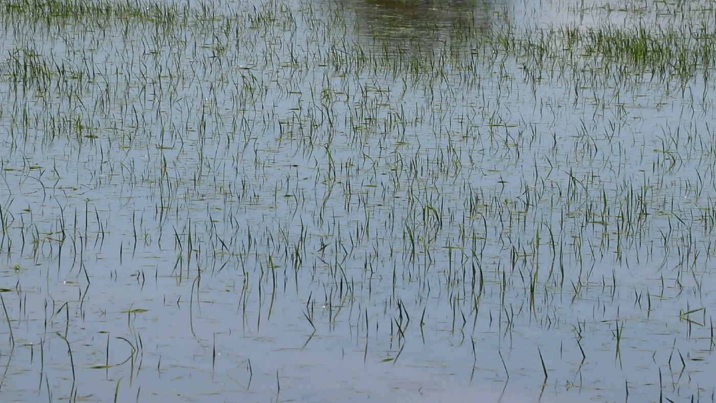 น้ำท่วมนากว่าสัปดาห์-ข้าวเริ่มเน่าเสีย