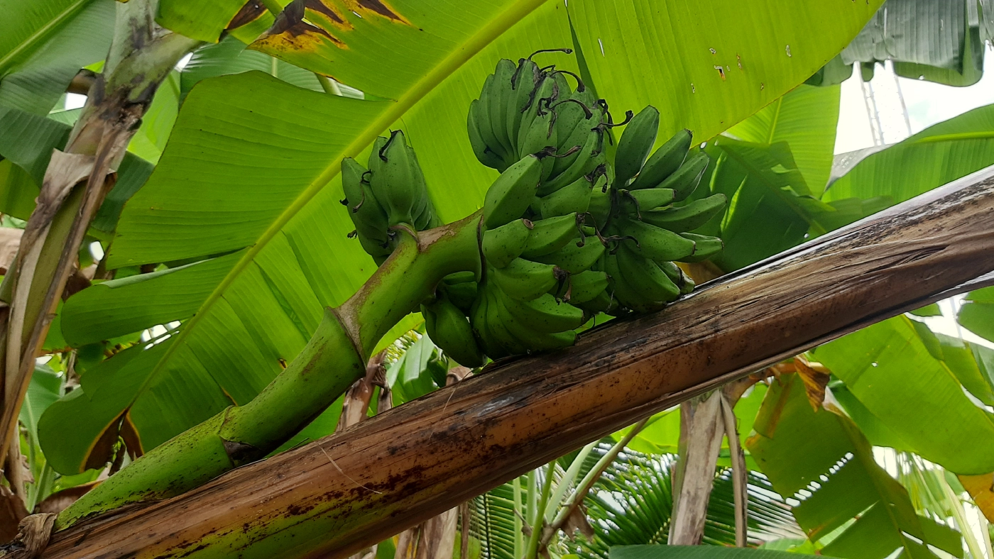 ชาวบ้านแต่งขันธ์ห้าขอหวยกล้วยประหลาดออกเครือกลางลำต้น