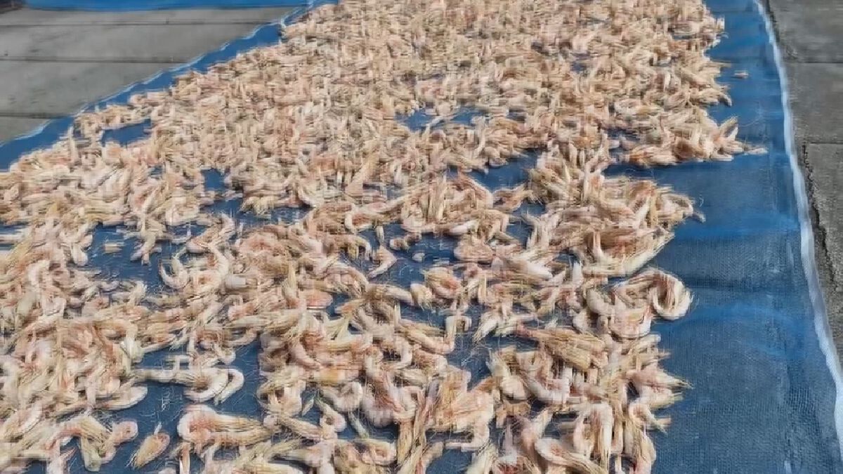เหวี่ยงแล้วทุบ! กุ้งแห้งเมืองจันท์ 1,600 บาท/กก.