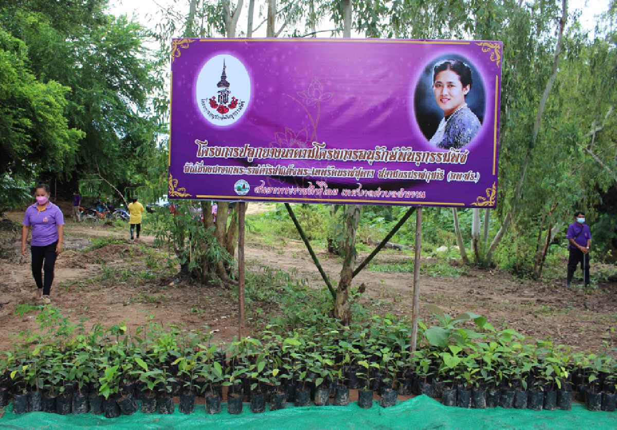 ปลูกยางนาอนุรักษ์พันธุกรรมพืชสร้างแหล่งอาหารชุมชน