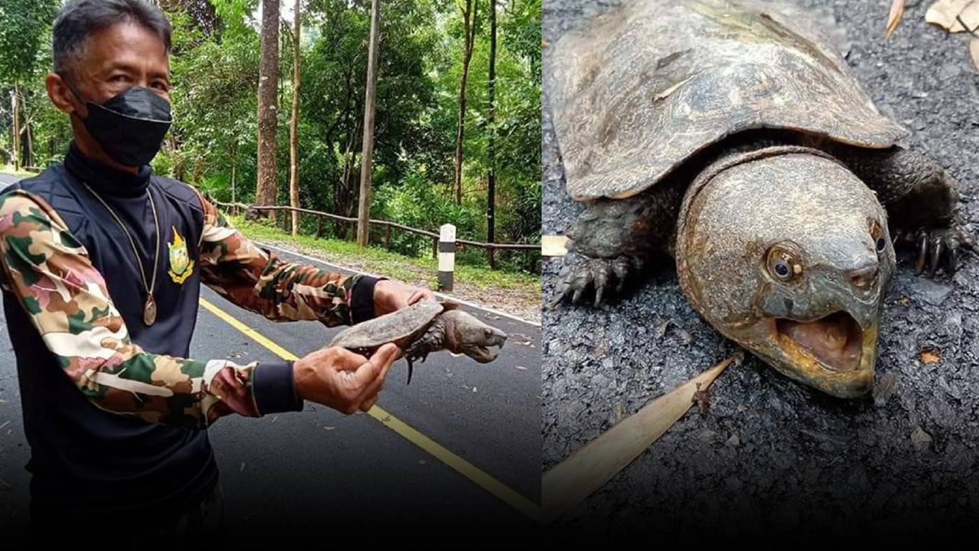 อช.เวียงโกศัย พบเต่าปูลู สัตว์ป่าใกล้สูญพันธุ์ หลังเคยพบเมือ 2 ปีที่แล้ว