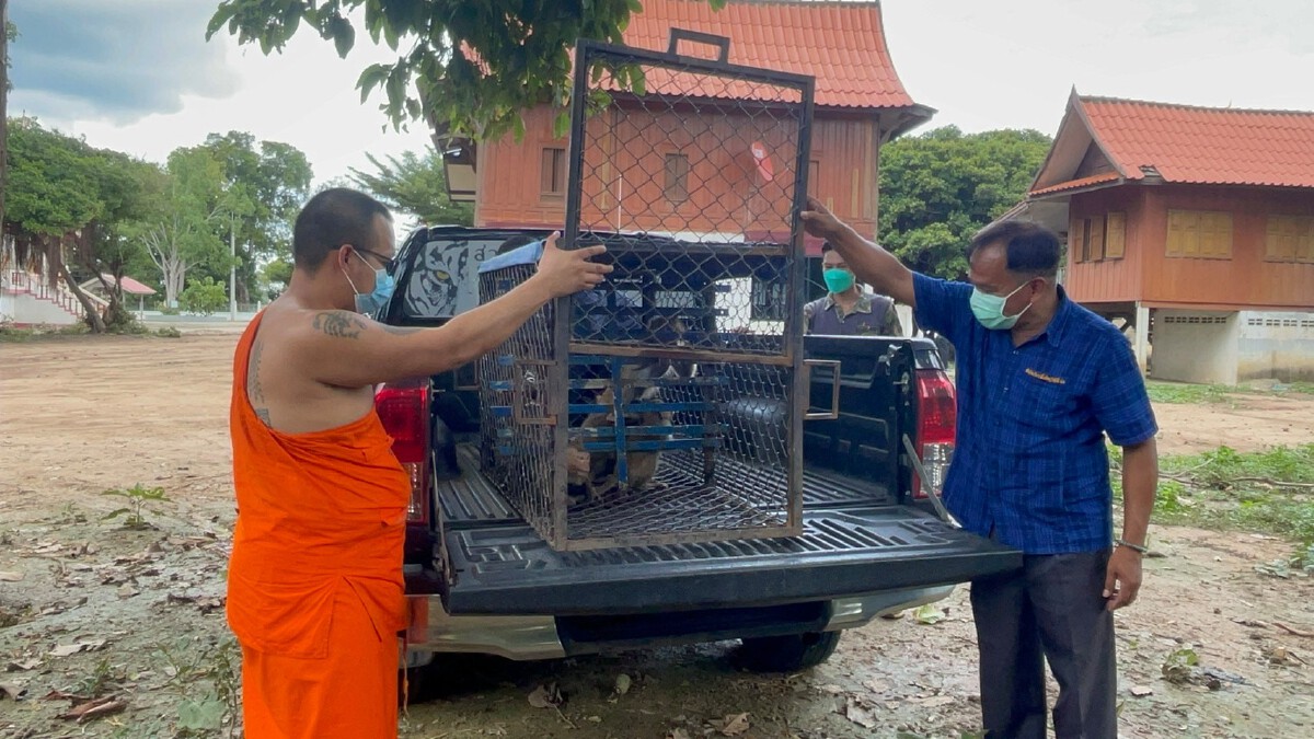 ปล่อยลิงที่ถูกลักลอบจับ คืนสู่วัดสำโรงถิ่นเดิมที่ถูกจับมา