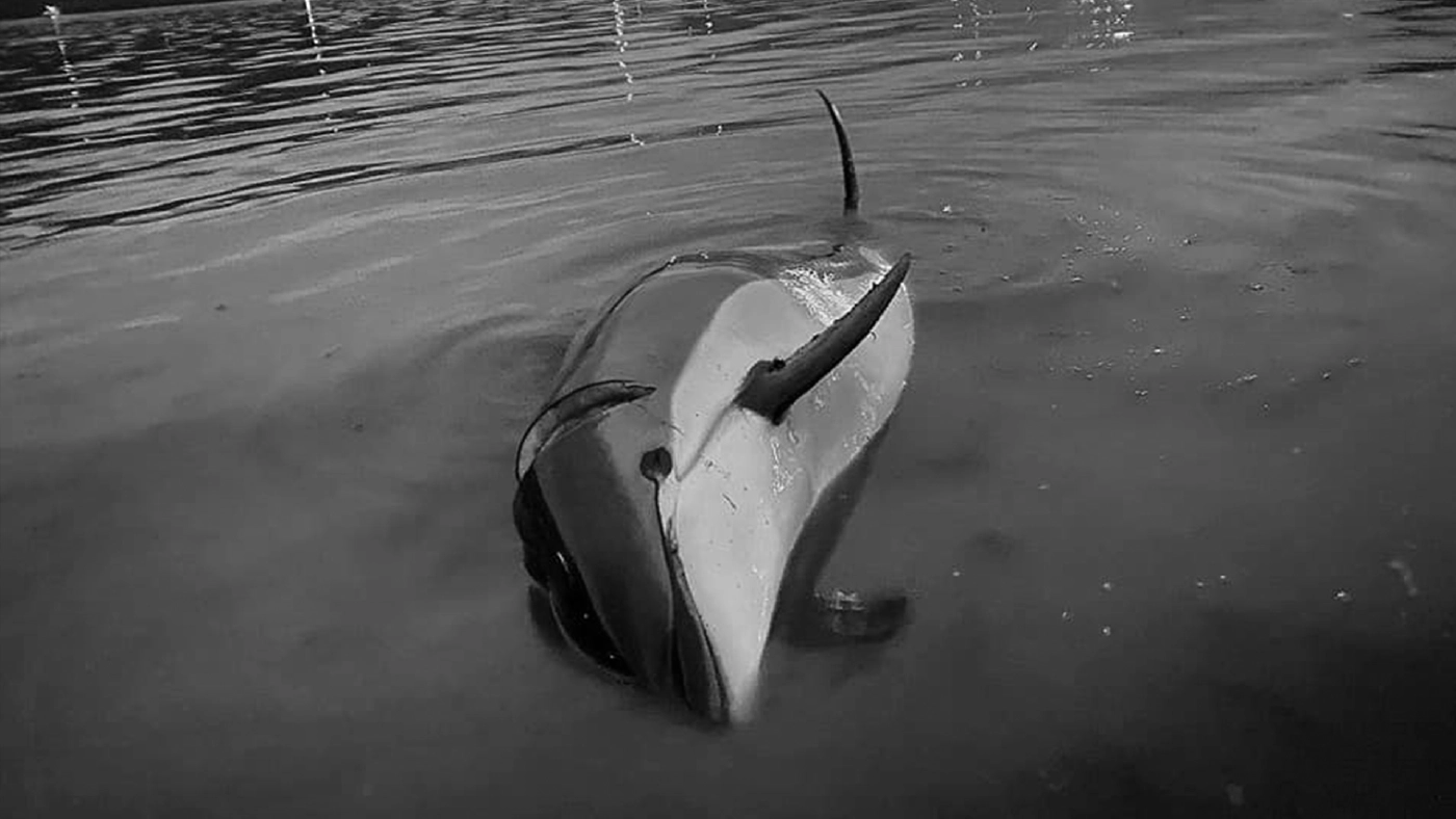 การล่าสังหาร "โลมาคาดขาว" ครั้งใหญ่ที่สุด จนถูกประณามไปทั่วโลก