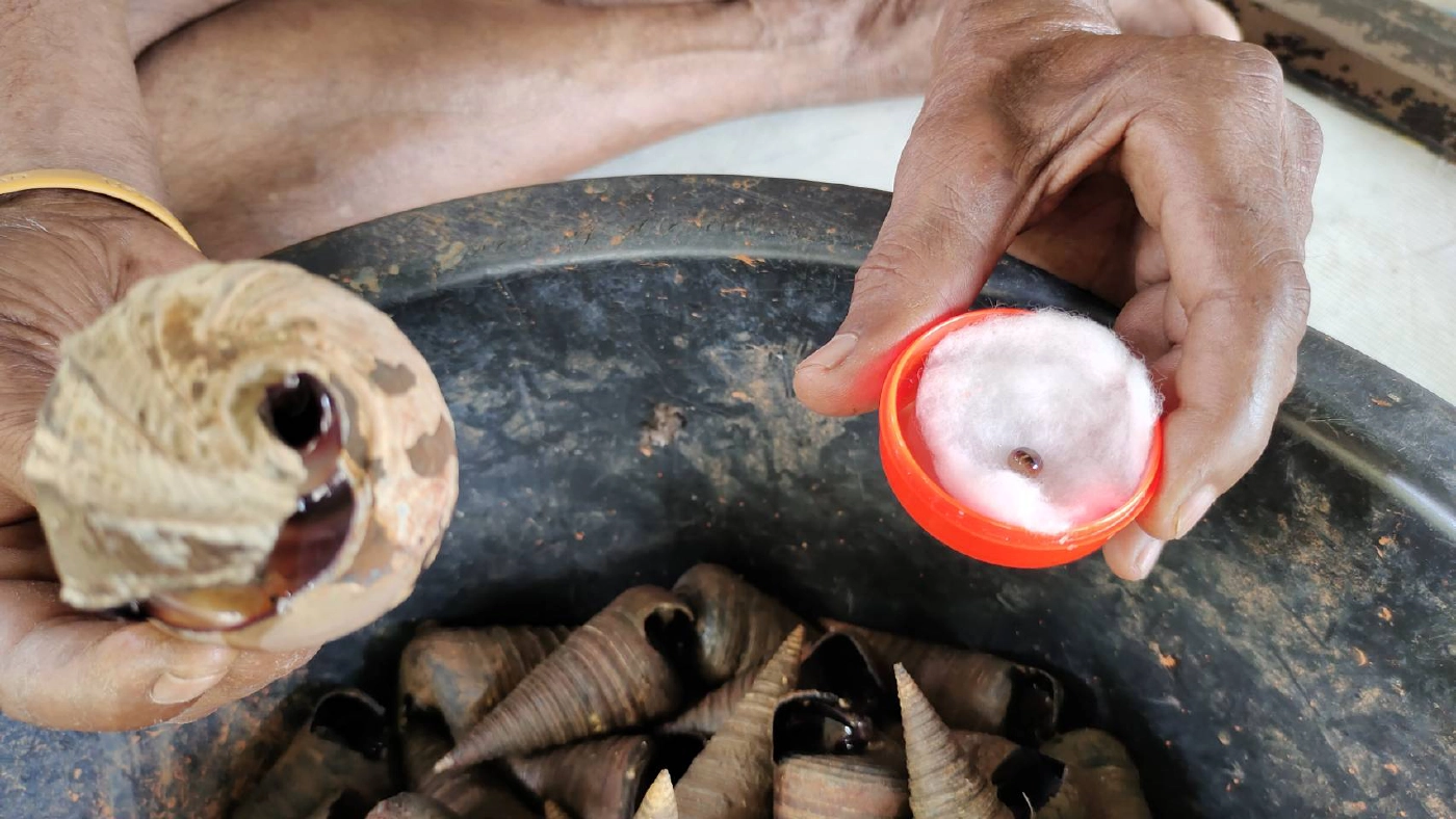 ชาวกระบี่พบ "ไข่มุกดำ" หายากในหอยสันขวานเกือบกลืนลงท้อง