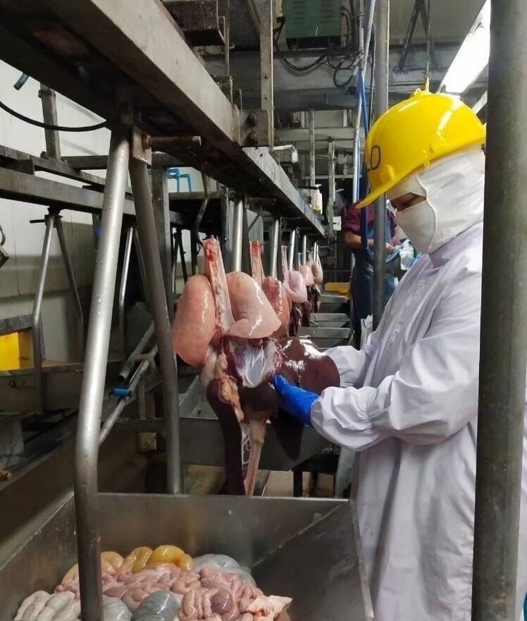 ปศุสัตว์เตือนกินหมูดิบเสี่ยงหูดับ แนะปรุงสุกก่อนกิน