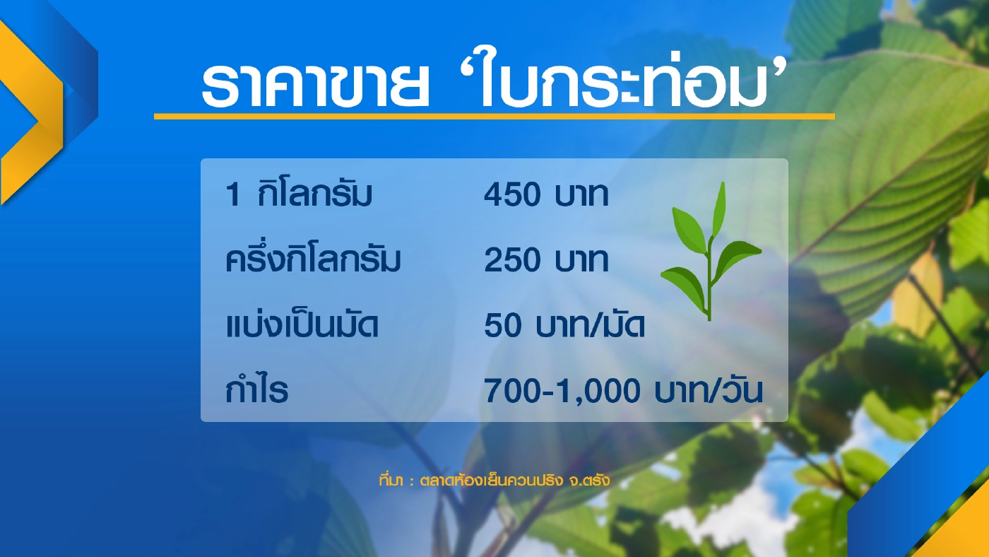 เปิดท้ายขาย ใบกระท่อม กำไร 3 หมื่น/เดือน