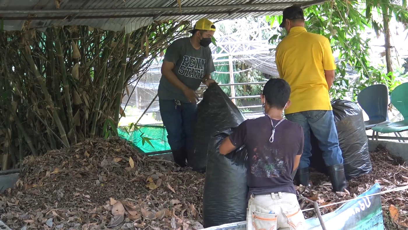 “สวนสัตว์สงขลา”เพาะต้นกล้าฟ้าทะลายโจรขาย