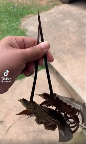 หนุ่มขับรถร้อยกิโล ปล่อยแมงดาทะเล หลังซื้อมากิน แต่พบเป็นชนิดที่มีพิษ