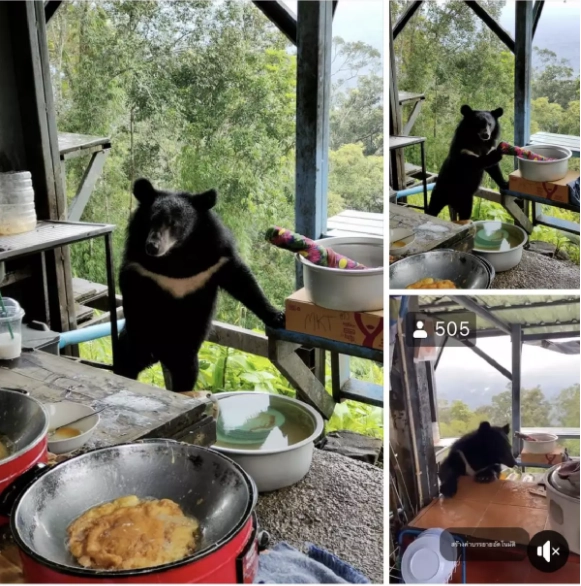 ลือสนั่นเตรียมปิดร้านข้าวไข่เจียวยอดฮิตบนผาตรอมใจ