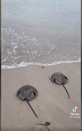 หนุ่มขับรถร้อยกิโล ปล่อยแมงดาทะเล หลังซื้อมากิน แต่พบเป็นชนิดที่มีพิษ